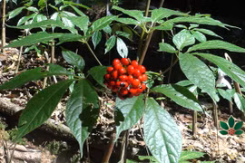 Loài cây quý hiếm, chỉ có tại Việt Nam: Giá đắt 'xắt ra miếng' 