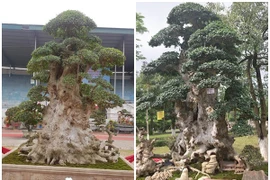 Ngắm duối cổ 1.000 năm giá 7 tỷ khiến đại gia “si mê“