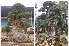 Ngắm duối cổ 1.000 năm giá 7 tỷ khiến đại gia “si mê“