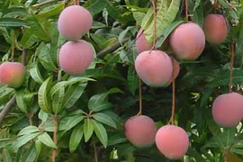 Ngắm vườn xoài Úc thu tiền tỷ của nông đân Việt