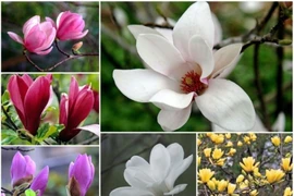 Bật mí về hoa mộc lan chơi Tết đang gây sốt thị trường