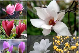 Bật mí về hoa mộc lan chơi Tết đang gây sốt thị trường