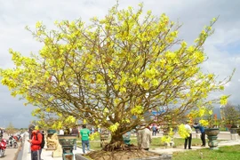 Mai vàng lần lượt xuống phố "ngóng" khách chơi Tết Giáp Thìn 2024 