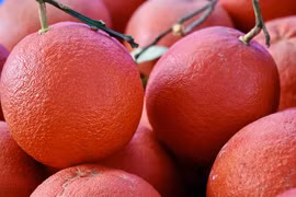 Ghé thăm làng trồng bưởi đỏ “tiến vua” duy nhất ở Hà Nội