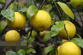 Những giống chanh lạ thu tiền tỷ của nông dân Việt