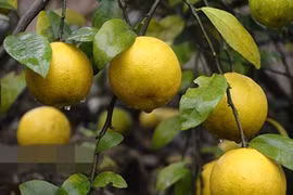 Những giống chanh lạ thu tiền tỷ của nông dân Việt