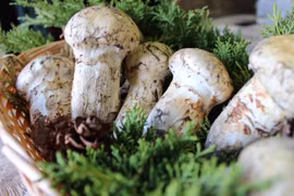 Loại nấm gần 50 triệu/kg có gì khiến nhà giàu đổ xô săn lùng?