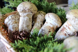 Loại nấm gần 50 triệu/kg có gì khiến nhà giàu đổ xô săn lùng?