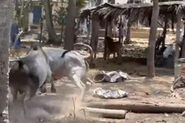 Thấy bạn tình bị ve vãn, bò đực lao vào tấn công