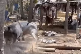 Thấy bạn tình bị ve vãn, bò đực lao vào tấn công