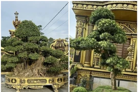 Vườn bonsai “khủng” trong lâu đài 100 tỷ của đại gia xứ Nghệ 