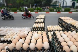 Trứng gà giá chỉ từ 1.500 đồng/quả 