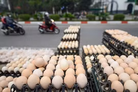 Trứng gà giá chỉ từ 1.500 đồng/quả 
