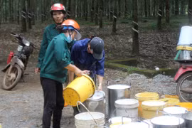 Giá cao su liên tục giảm, xuất khẩu khó trong, khó ngoài 