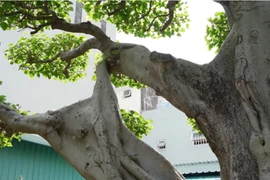 Sững sờ siêu cây 60 tỷ xứng tầm “đệ nhất trời Nam“