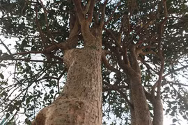 Mộc hương cổ 80 tuổi ở Phú Thọ quý cỡ nào khiến nhà giàu săn lùng?