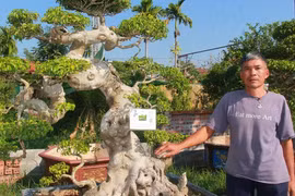 Anh nông dân Nam Định liều trồng cây cảnh nào ngờ lãi tiền tỷ 