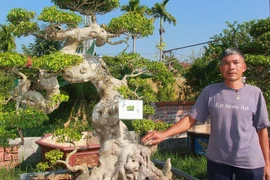 Anh nông dân Nam Định liều trồng cây cảnh nào ngờ lãi tiền tỷ 