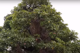 Tận mục siêu cây 120 tỷ đại gia bán chỉ để “vợ vui“