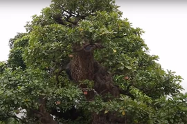 Tận mục siêu cây 120 tỷ đại gia bán chỉ để “vợ vui“