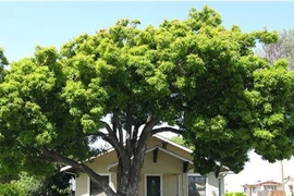 5 kiểu nhà phong thủy cực xấu, gia chủ càng ở lâu càng lụi bại