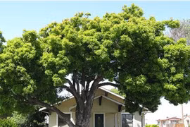 5 kiểu nhà phong thủy cực xấu, gia chủ càng ở lâu càng lụi bại