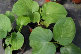 Lá mọc dại bìa rừng thành đặc sản dân phố tranh nhau mua