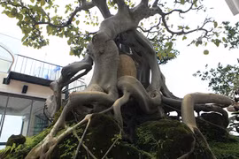 Cây bồ đề co gì mà đắt ngang căn hộ chung cư... đại gia mê mẩn?