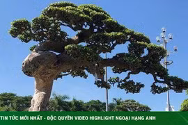 Ngắm cụ duối trăm tuổi, đại gia có tiền cũng không thể sở hữu 