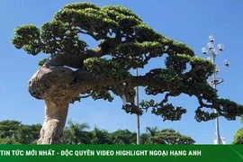 Ngắm cụ duối trăm tuổi, đại gia có tiền cũng không thể sở hữu 