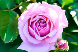 Trẻ sinh 3 tháng Âm lịch này sẽ trở thành người thành đạt