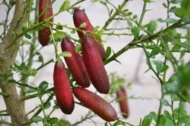Tận mục giống chanh lạ 3 triệu đồng/kg gây sốt thị trường