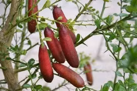 Tận mục giống chanh lạ 3 triệu đồng/kg gây sốt thị trường