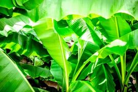 Bật mí loại lá vứt đi ở Việt Nam sang nước ngoài nửa triệu