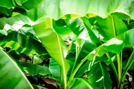 Bật mí loại lá vứt đi ở Việt Nam sang nước ngoài nửa triệu