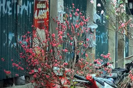 Đào cuối vụ “ngóng khách” chơi Rằm tháng Giêng