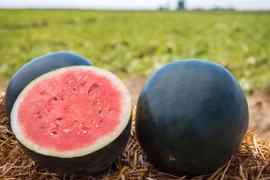 Bí ẩn đằng sau giống dưa hấu “quý tộc”, hơn 100 triệu đồng/quả