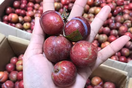 Dấu hỏi về nguồn gốc mận được rao bán tràn lan trên mạng dù trái mùa