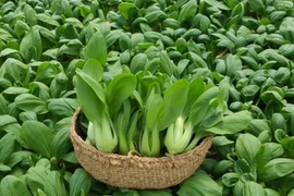 10 loại rau trồng tháng 9 vừa nhàn vừa “lớn nhanh như thổi“