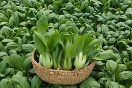 10 loại rau trồng tháng 9 vừa nhàn vừa “lớn nhanh như thổi“