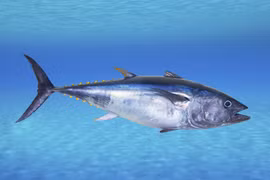 Top 10 loài cá đắt nhất thế giới năm 2024 