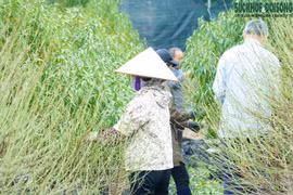 Làng đào Nhật Tân hối hả tuốt lá chuẩn bị đón Tết