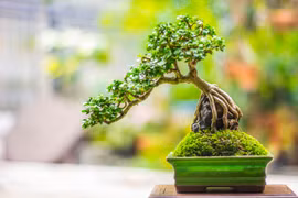 Sự thật ngạc nhiên ít người biết về nghệ thuật bonsai 