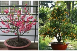 Cách trồng lại và chăm sóc đào, quất cảnh sau Tết