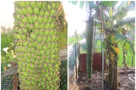 Thích mắt ngắm cây chuối “đẻ” buồng trăm nải gây xôn xao 