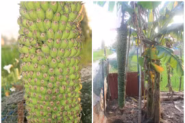Thích mắt ngắm cây chuối “đẻ” buồng trăm nải gây xôn xao 