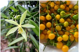  2 loại gia vị đắt bậc nhất TG trồng thành công ở Việt Nam