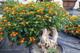 Cây dại lên đời thành bonsai chục triệu chơi Tết