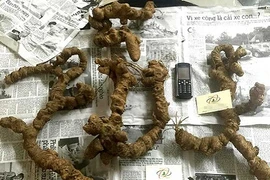 Đại gia quăng 100 triệu mua 4 củ tam thất rừng quý như vàng ròng