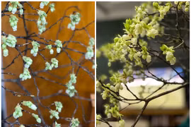 Độc lạ: Hoa đào xanh như lá, giá tiền triệu hút chị em Hà thành